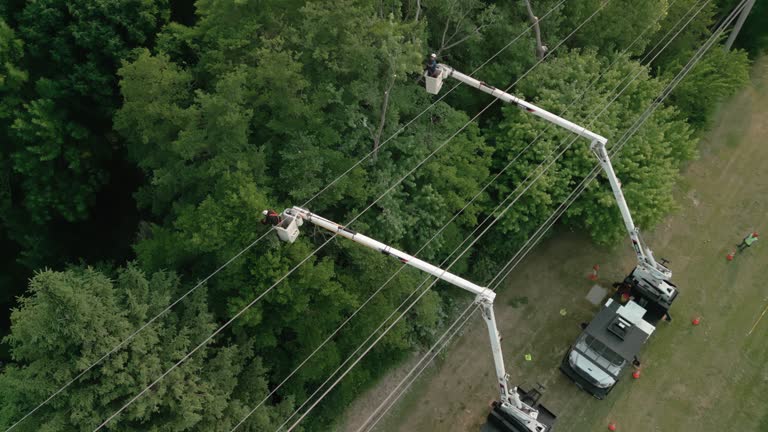 How Our Tree Care Process Works  in Sharpes, FL